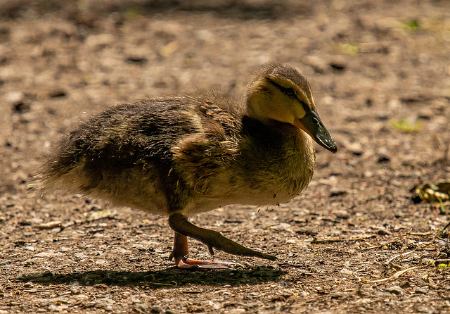 Mallard duckling