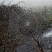 Netz einer Spinne an einem nassen Februarmorgen