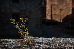 Auf der Mauer ist vor der Mauer