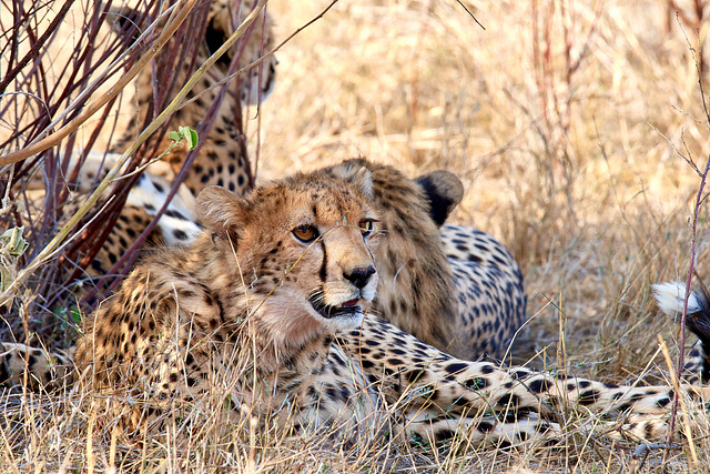 Geparden im Samburu National Reserve