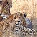 Geparden im Samburu National Reserve