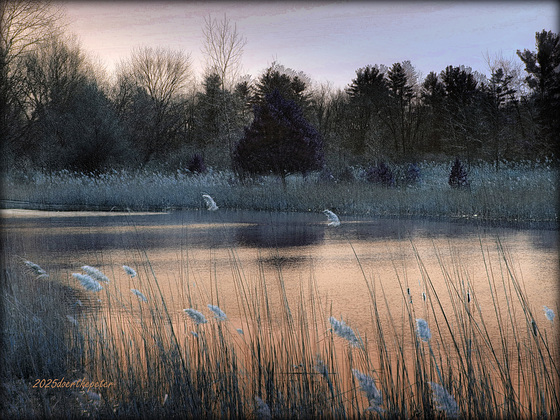 The Crane Pond