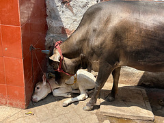 Newborn calf in a back street.