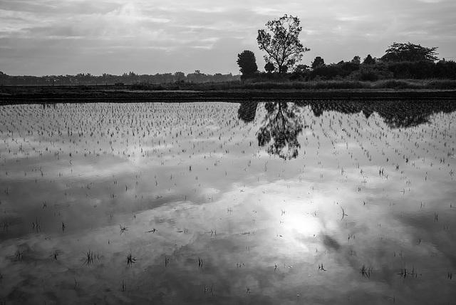 Morning sun on the paddy