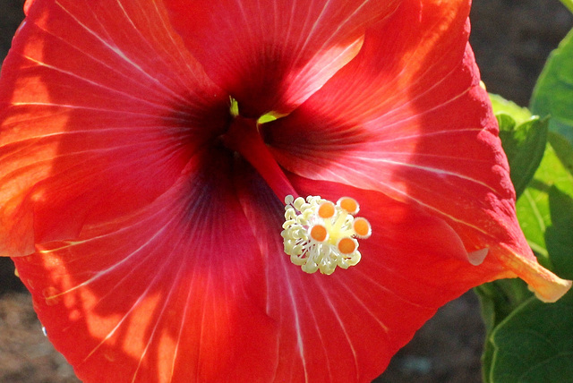 Flamenco Hibiscus Apollo