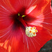 Flamenco Hibiscus Apollo