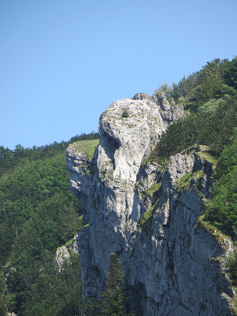 Une marmotte du vercors