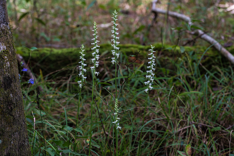 Spiranthes odorata (Fragrant Ladies'-tresses orchid)