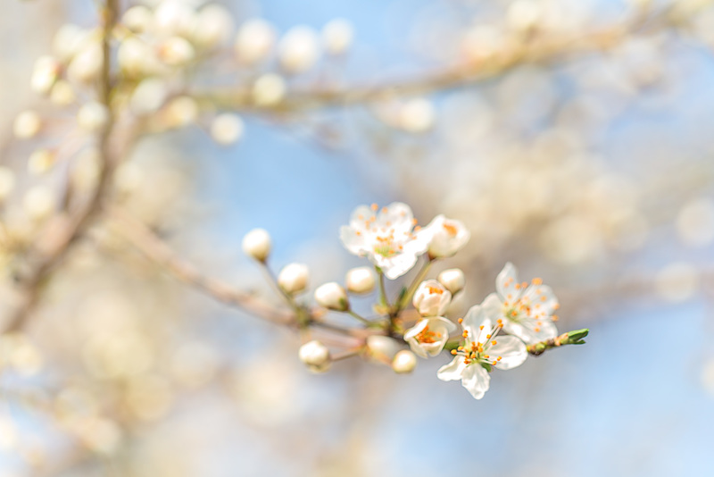 Nun doch: Frühling !