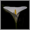 Lily on Black