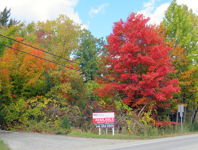 True October colors in Michigan.