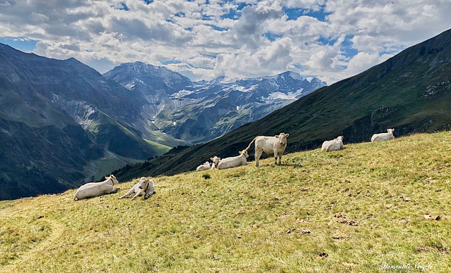 Auf der Malanser Alp