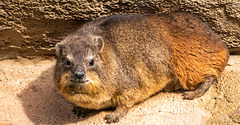 Rock hyrax