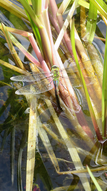 Dragonfly laying eggs