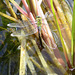 Dragonfly laying eggs