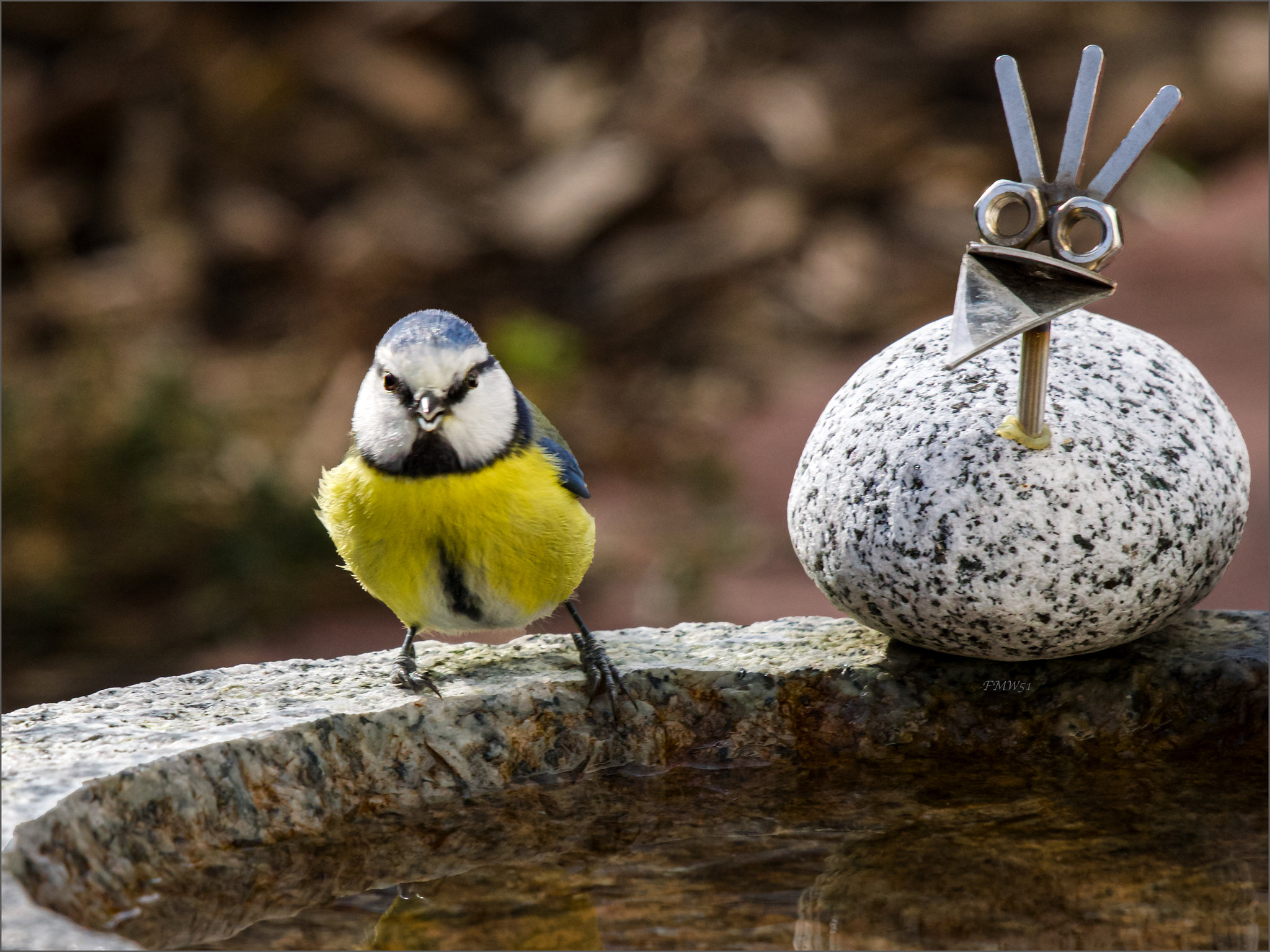 Blaumeise am Vogelbad im Garten