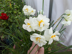 SoS[25] - Foxfield daffs {3 of 6 }