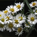 Aster