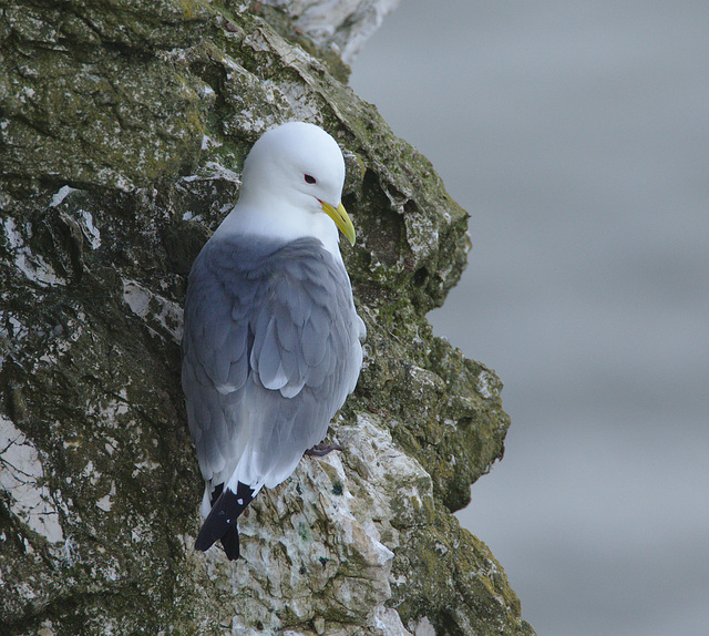 Kittiwake EF7A3393