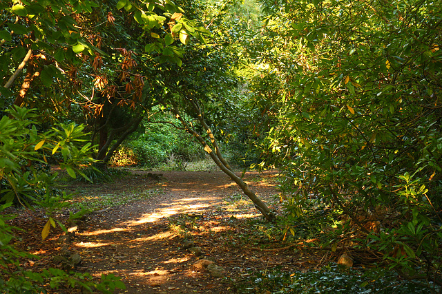 Sunlit Hidden Path