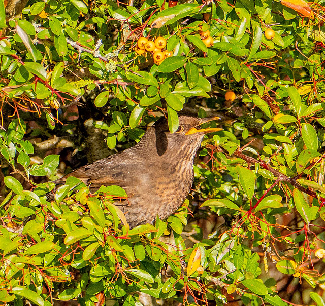 Female blackbird with berries