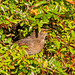 Female blackbird with berries