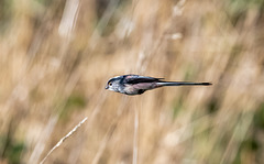 Long tailed tit