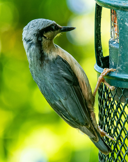 Nuthatch