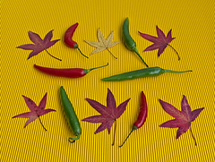 Autumn Colours Autumn Colours