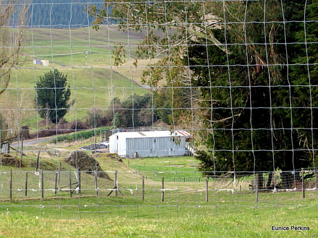 Seen Through A Deer Fence