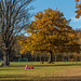 Küchwaldfestwiese im Herbst