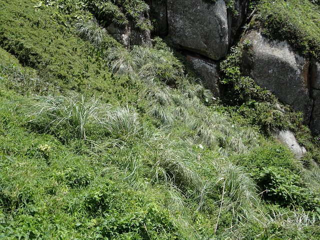 DSC01512 - capim-pluma Cortaderia selloana, Poaceae