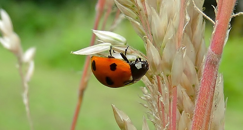 Ladybird