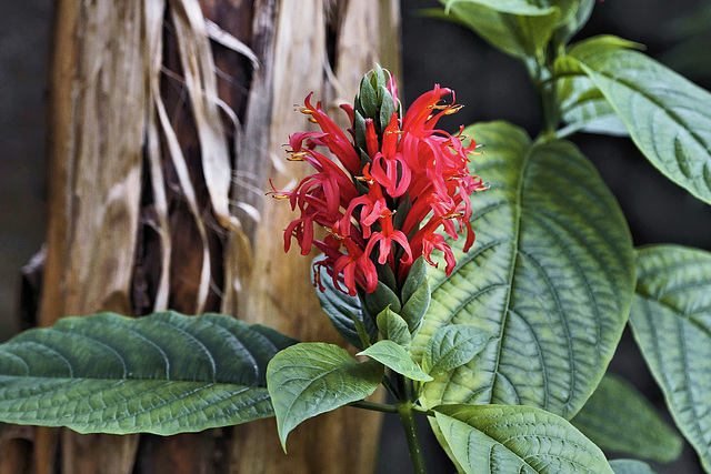 Brazilian Plume Flower – Brooklyn Botanic Garden, New York, New York