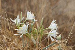 Pancratium maritimum - Narciso das areias