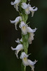 Spiranthes odorata (Fragrant Ladies'-tresses orchid)