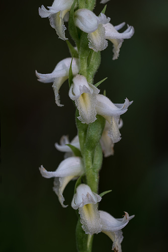 Spiranthes odorata (Fragrant Ladies'-tresses orchid)