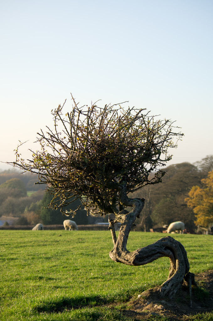 Stunted growth at Lyme Park