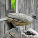 Day 6, Plain Chachalaca