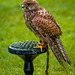 Cheshire falconry25