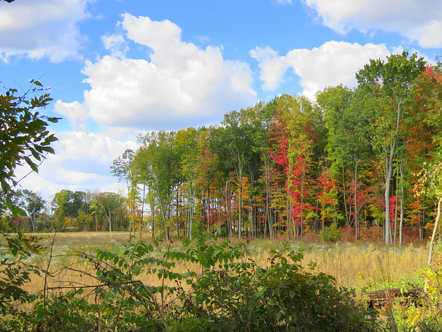 True October colors in Michigan.