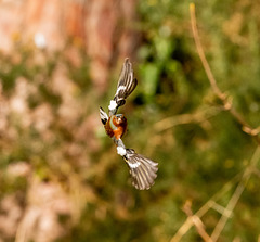 Chaffinch