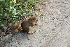Alaska, A Squirrel at the Horseshoe Lake Trail