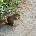 Alaska, A Squirrel at the Horseshoe Lake Trail