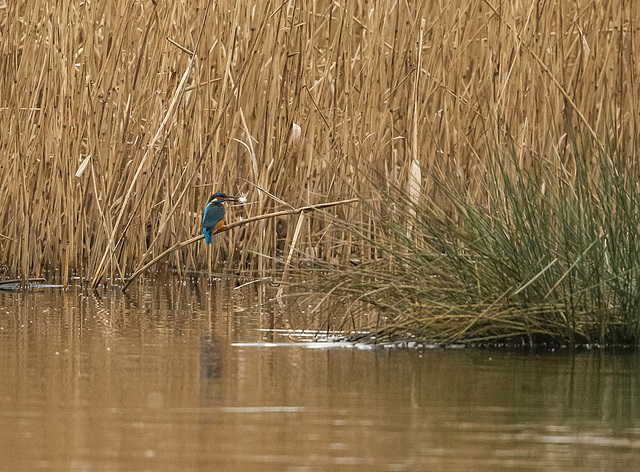 Kingfisher with a fish