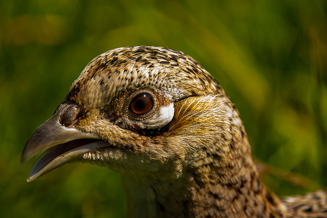 Female pheasant