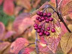 Cottoneaster Leaves and Red Berries