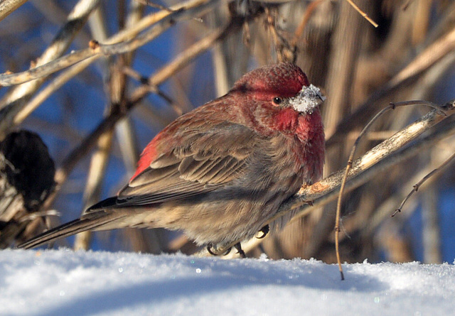 Red headed bird