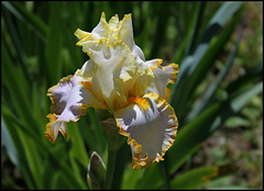 Iris Bride's Halo