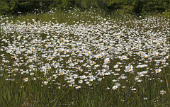 Marguerites